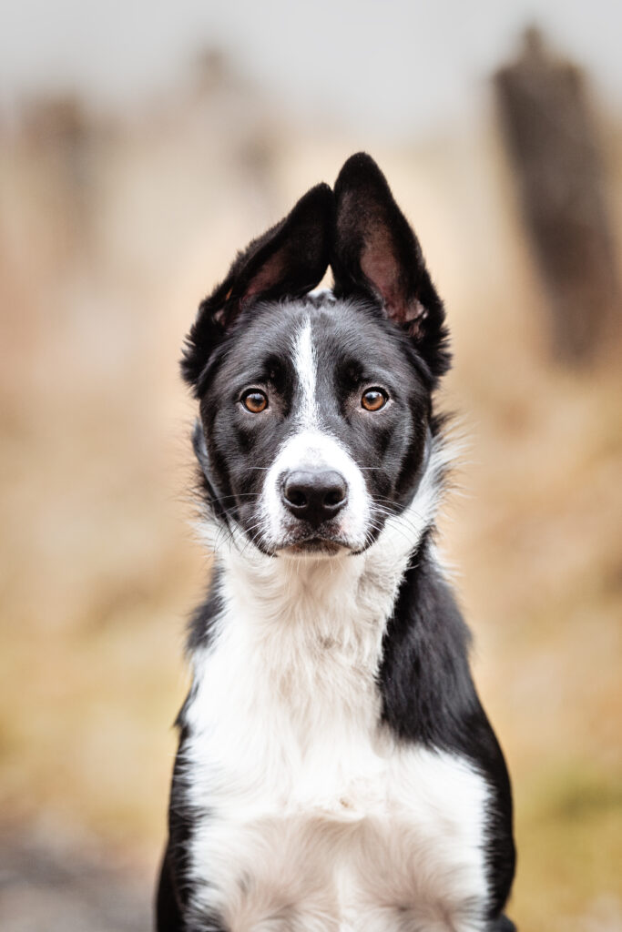 Bordercollie mit Stehohren bei Fotoshooting mit Coralie Duda Fotografie im Taunus