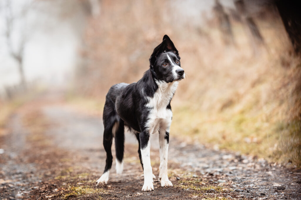 Bordercollie mit Stehohren bei Fotoshooting mit Hundefotografin Coralie Duda Fotografie im Wetteraukreis