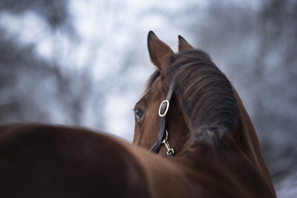 Pferd bei Fotoshooting im Winter mit Coralie Duda Fotografie im Wetteraukreis