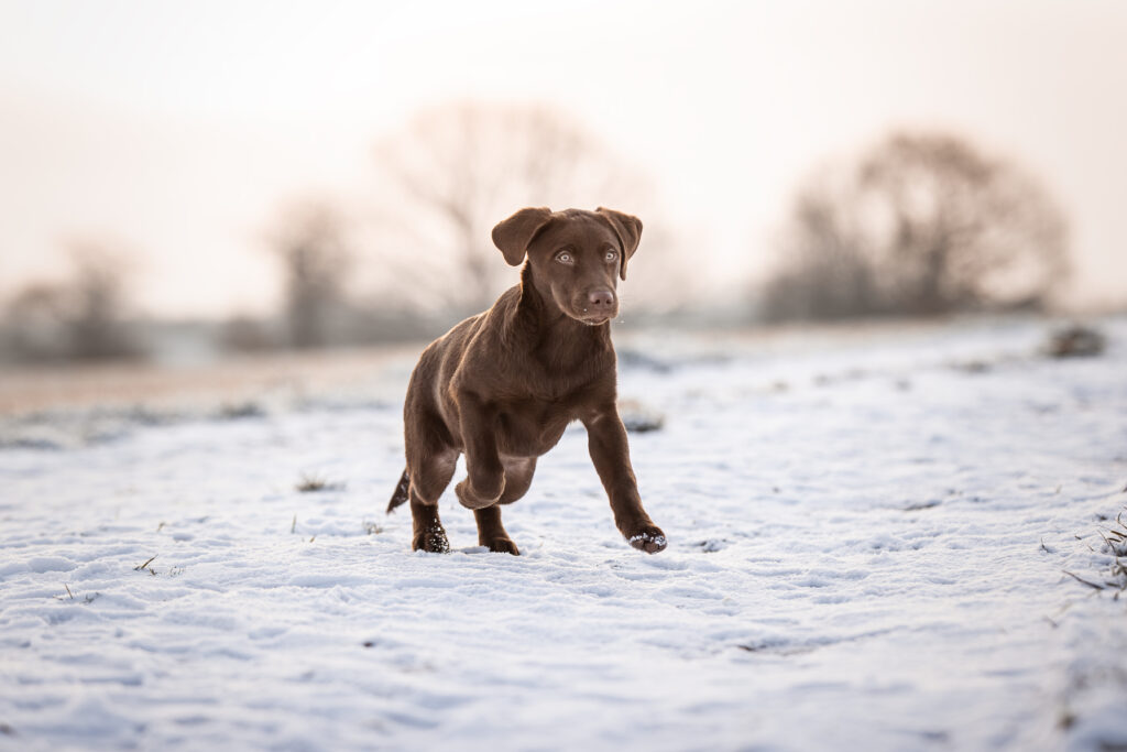 Welpe rennt im Schnee bei Fotoshooting mit Hundefotografin Coralie Duda Fotografie im Wetteraukreis