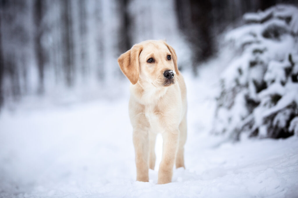 Labradorwelpe bei Welpenfotoshooting im Schnee mit Coralie Duda Fotografie im Taunus