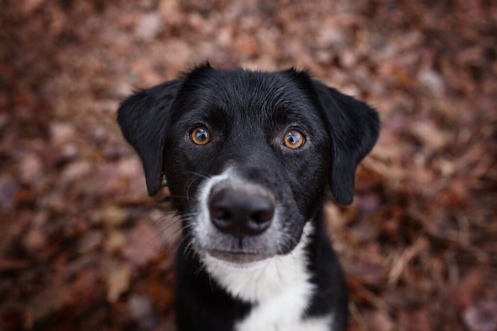 Hund bei Fotoshooting mit Hundefotografin Coralie Duda Fotografie im Wetteraukreis