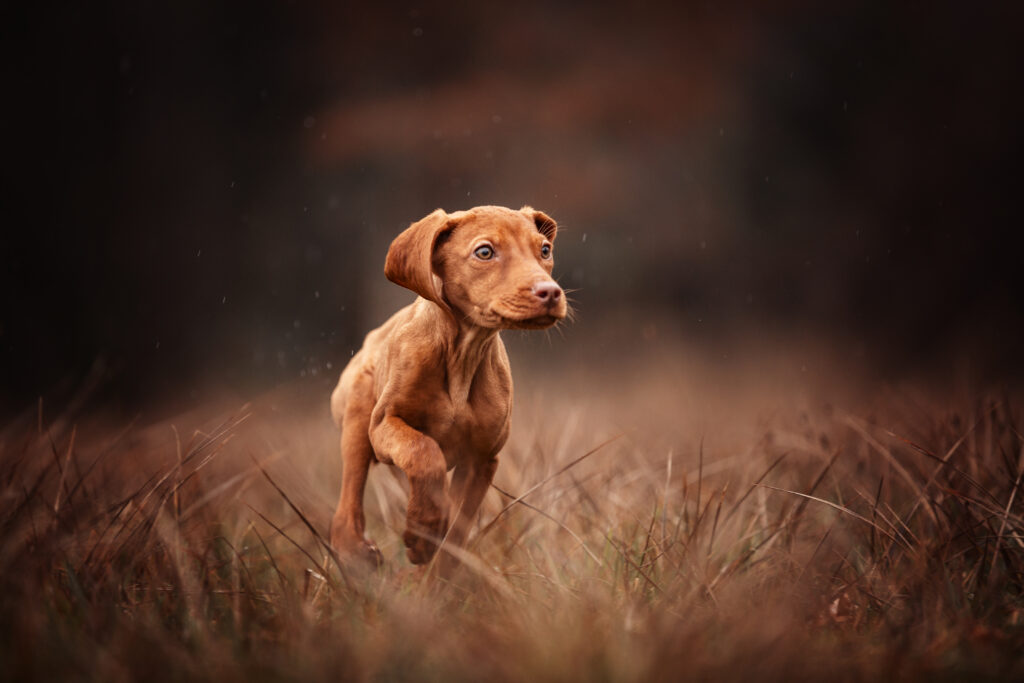Viszla Welpe bei Hundefotoshooting mit Coralie Duda Fotografie im Wetteraukreis