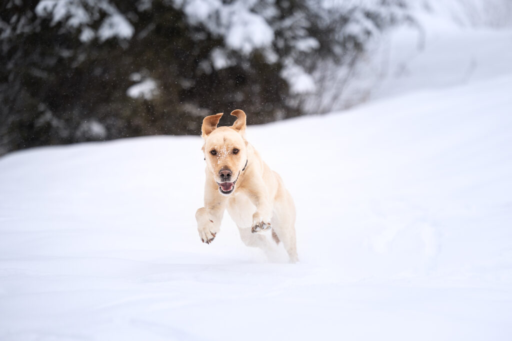 Labrador rennt durch den Schnee bei Hundefotoshooting mit Coralie Duda Fotografie im Wetteraukreis