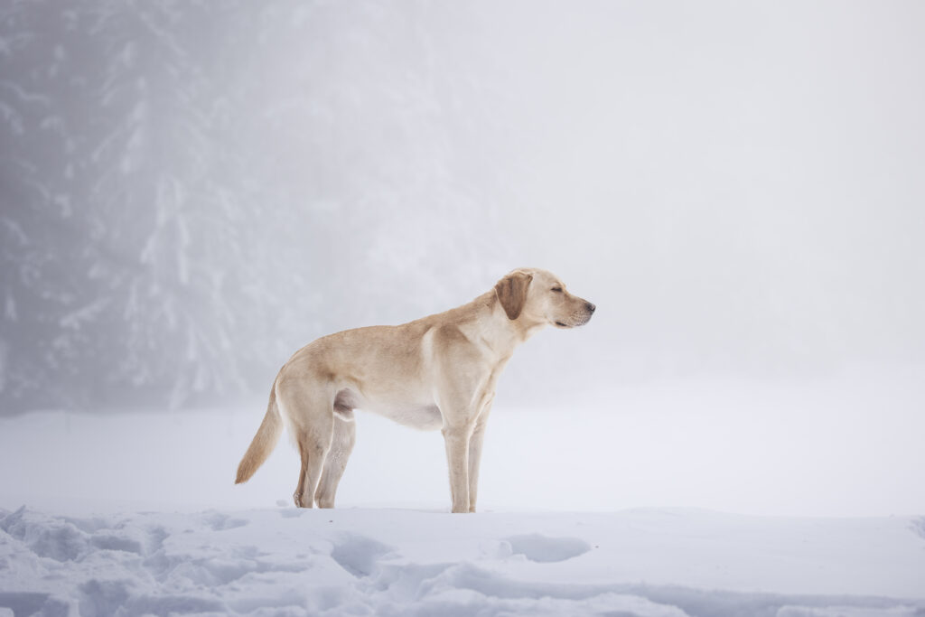 Labrador bei Hundefotoshooting im Winter mit Coralie Duda Fotografie in Tirol