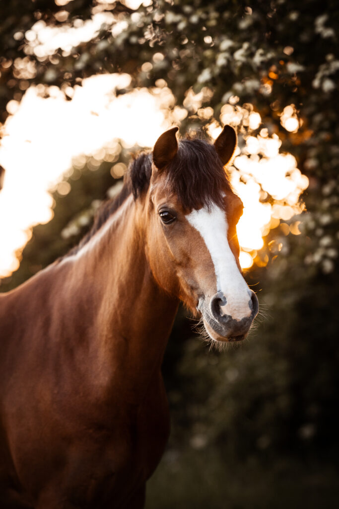 Deutsches Reitpony Portrait bei Fotoshooting mit Coralie Duda Fotografie im Wetteraukreis