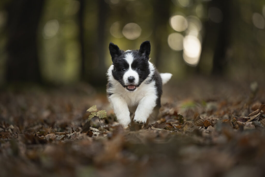 Bordercollie Welpe rennt bei Hundefotoshooting mit Coralie Duda Fotografie im Wetteraukreis