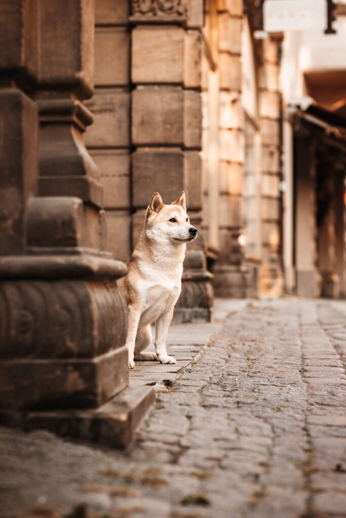 Shiba Inu bei Fotoshooting mit Hundefotografin Coralie Duda Fotografie in Marburg